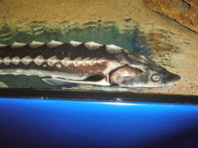 Фото Русский осётр