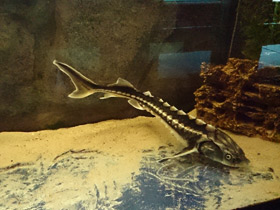 Фото Русский осётр