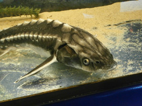 Фото Почему осетровых рыб называют проходными?