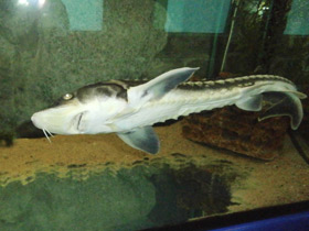 Фото Русский осётр