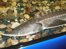 Смотреть фото Амурский осётр Фото Амурский осётр