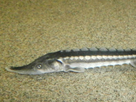 Смотреть фото Севрюга Фото Севрюга