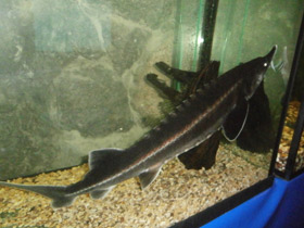 Фото Бестер