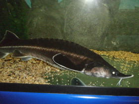 Фото Бестер