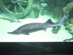 Смотреть фото Белуга Фото Белуга