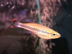 Смотреть фото Краснохвостая бедоция Фото Краснохвостая бедоция