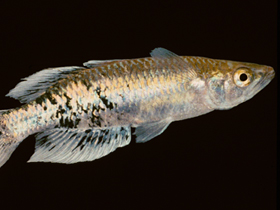 Фото Bedotia leucopteron