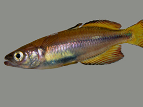 Фото Rheocles vatosoa