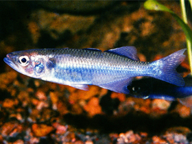 Фото Rheocles wrightae