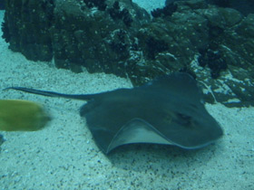 Фото Американский хвостокол