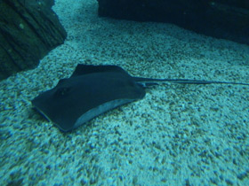 Фото Американский хвостокол