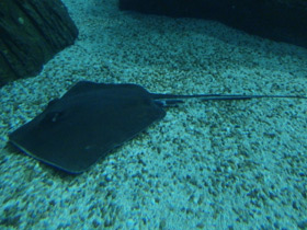 Фото Американский хвостокол