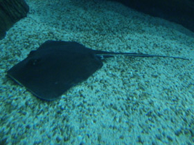 Фото Американский хвостокол