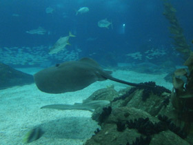 Фото Американский хвостокол