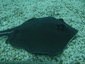 Фото Американский хвостокол