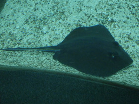 Фото Американский хвостокол