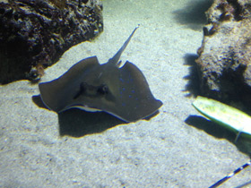 Фото Синепятнистый хвостокол Кюля