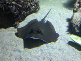 Фото Синепятнистый хвостокол Кюля