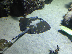 Фото Синепятнистый хвостокол Кюля