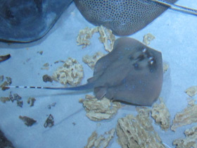 Фото Синепятнистый хвостокол Кюля