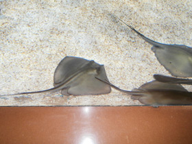 Фото Морской кот