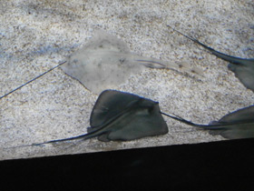 Фото Морской кот