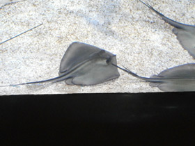 Фото Морской кот