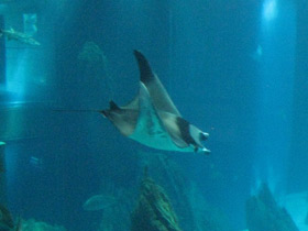 Фото Европейская мобула