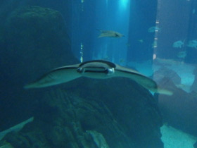 Фото Европейская мобула