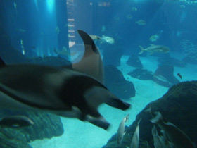 Фото Европейская мобула