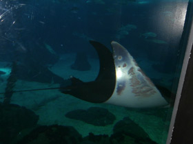 Фото Европейская мобула