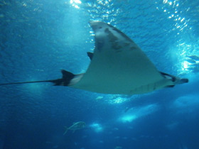 Фото Европейская мобула