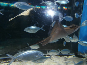 Фото Обыкновенный орляк