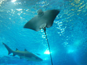 Фото Обыкновенный орляк