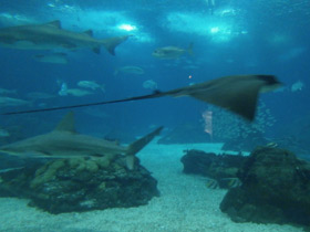 Фото Обыкновенный орляк