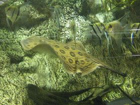 Фото Речной глазчатый хвостокол