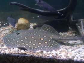 Фото Речной глазчатый хвостокол