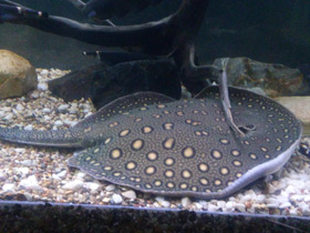 Фото Речной глазчатый хвостокол