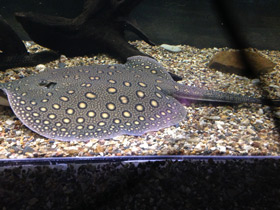 Фото Речной глазчатый хвостокол