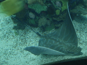 Фото Бычий орляк