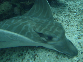 Фото Бычий орляк