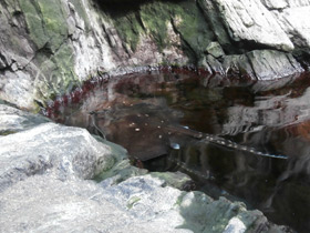 Фото Морская лисица