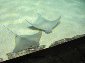 Фото Восточноамериканский бычерыл