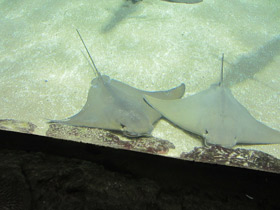 Фото Восточноамериканский бычерыл