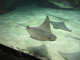 Фото Восточноамериканский бычерыл