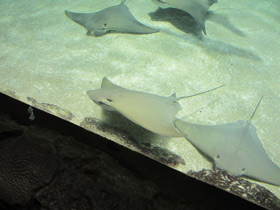 Фото Восточноамериканский бычерыл