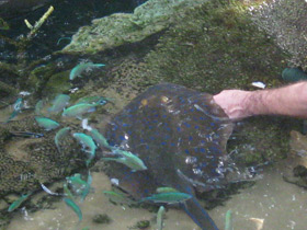 Фото Синепятнистый рифовый хвостокол