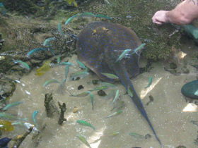 Фото Синепятнистый рифовый хвостокол