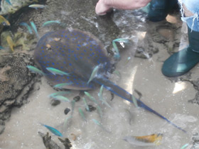 Фото Синепятнистый рифовый хвостокол