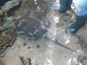 Фото Синепятнистый рифовый хвостокол